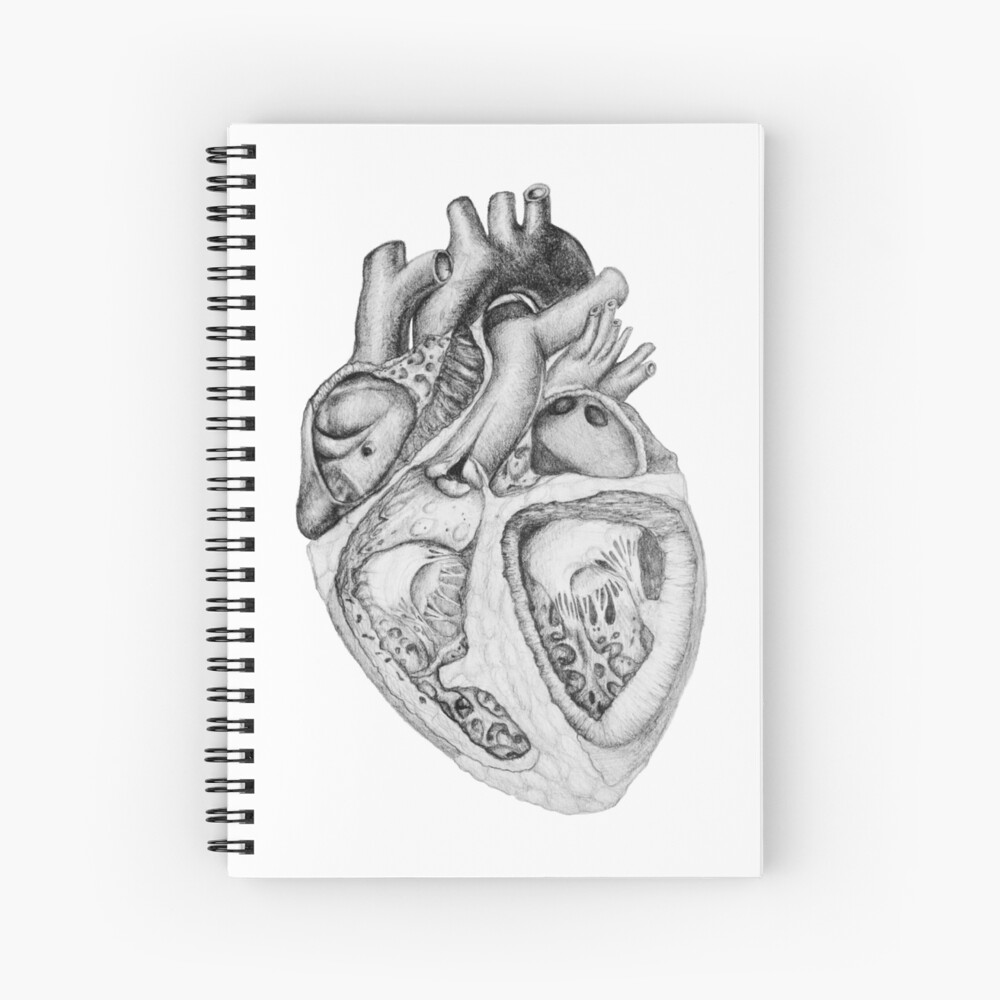 Anatomical Heart Hand Drawing Isolated Heart Stock Vector (Royalty Free)  2111848793 | Shutterstock