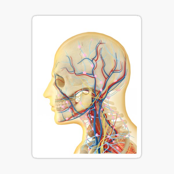 Head And Neck Anatomy Gifts Merchandise Redbubble