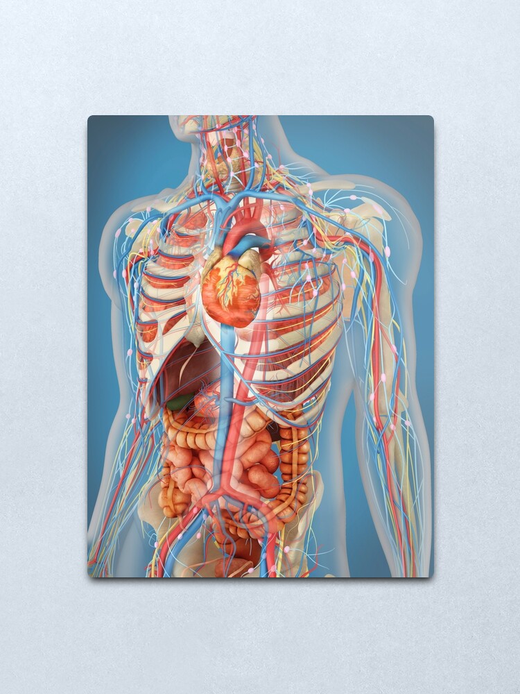 Human Body Showing Heart And Main Circulatory System Position