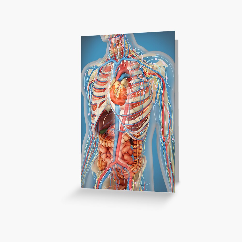 "Human body showing heart and main circulatory system position