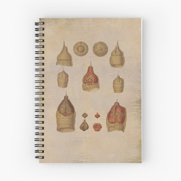 Item preview, Vintage Ernst Haeckel geometric nature forms art. designed and sold by madhatdesigns.
