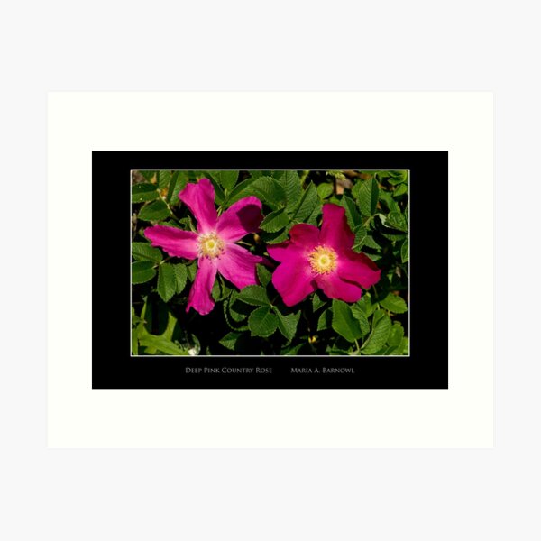Deep Pink Country Rose - Cool Stuff Art Print