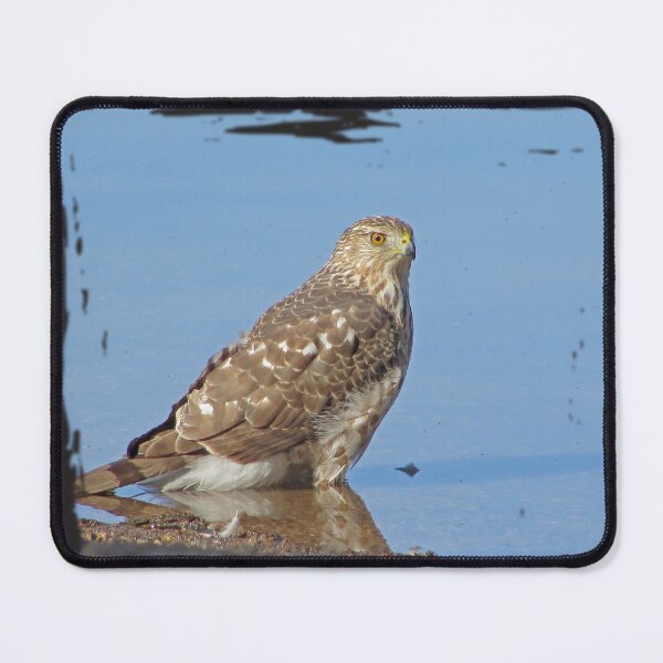 Item preview, Hawk Photo Blue Water Feathered Friend Bird designed and sold by natureinfocus.