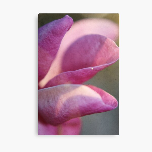 Purpur Magnolia Leinwanddruck