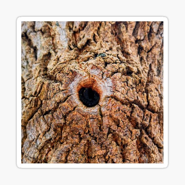 SPIRAL PATTERN IN MOTHER NATURE Sticker