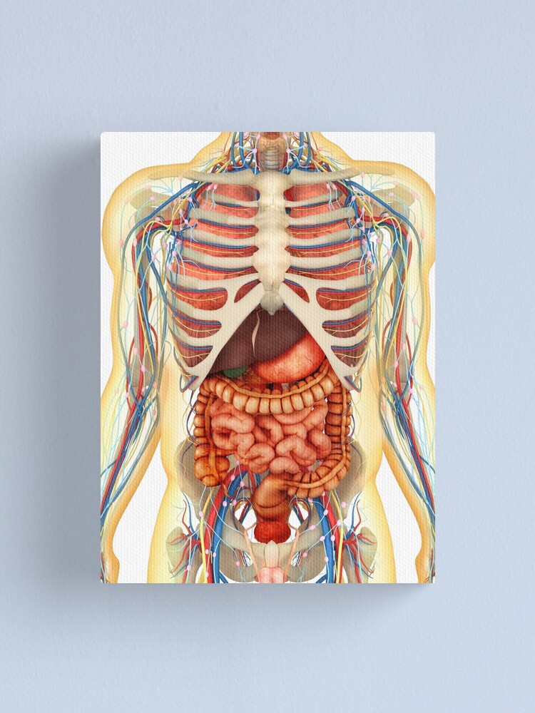 Der Menschliche Korper Mit Inneren Organen Nervensystem Lymphsystem Und Kreislaufsystem Leinwanddruck Von Stocktrekimages Redbubble