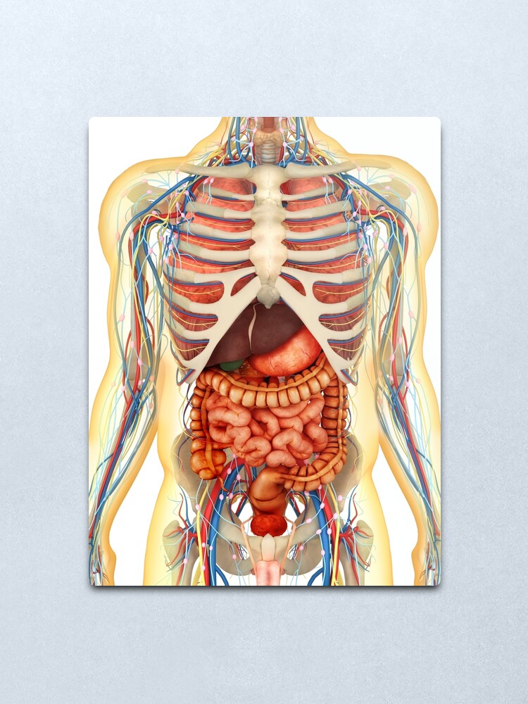 Der Menschliche Korper Mit Inneren Organen Nervensystem Lymphsystem Und Kreislaufsystem Metallbild Von Stocktrekimages Redbubble
