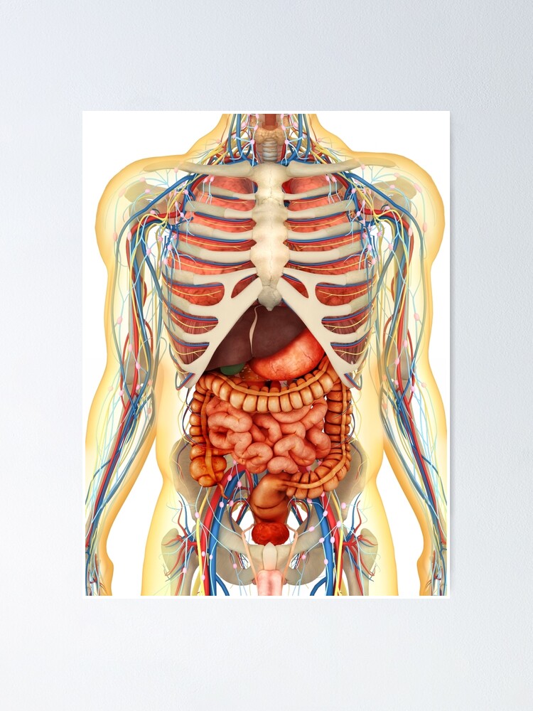 Der Menschliche Korper Mit Inneren Organen Nervensystem Lymphsystem Und Kreislaufsystem Poster Von Stocktrekimages Redbubble