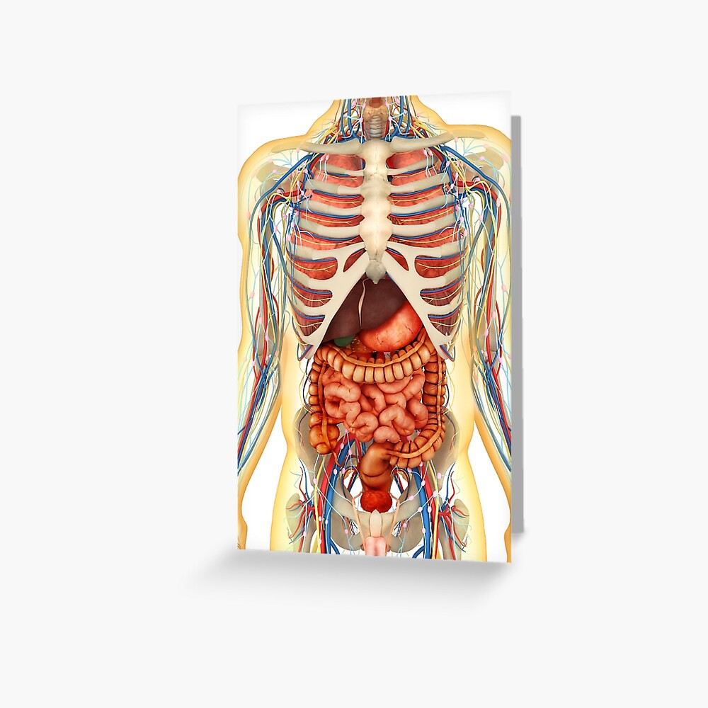 Human Body With Internal Organs Nervous System Lymphatic System And Circulatory System 3445