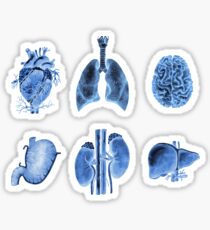 Watercolor anatomy collection - X-rays Sticker