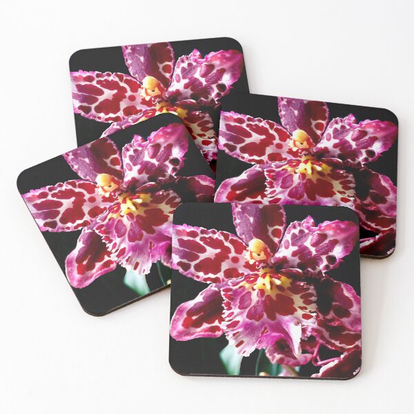 Item preview, Wilsonara Orchid 'Eye Candy' designed and sold by Susan Maxwell Schmidt.