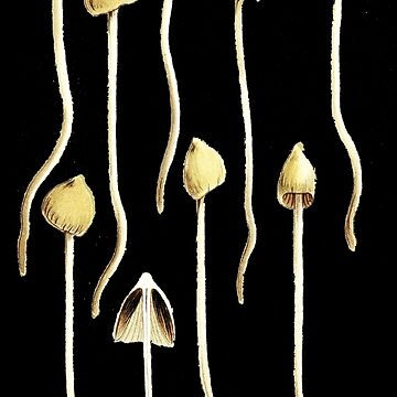 Artwork thumbnail, Magic Mushrooms, Liberty Caps, Psilocybe Semilanceata, Mycology, Foraging, Toadstool, Fungus, Shrooms, Botanical Illustration, Woodland Fungi, Fairy Shrooms by Sophie Curtis