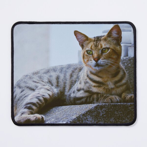 Item preview, Serene Tabby Cat in the Street - Urban Photography designed and sold by CarolinaReina.