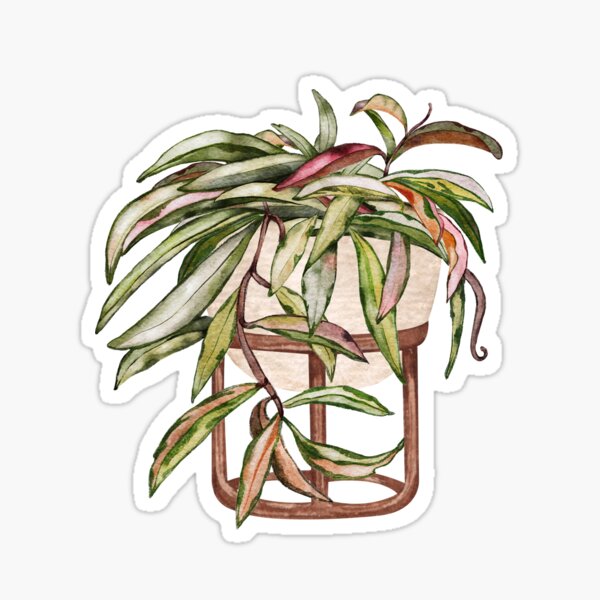 &ldquo;Hoya Kentiana Variegated&rdquo; Sticker for Sale by gronly | Redbubble