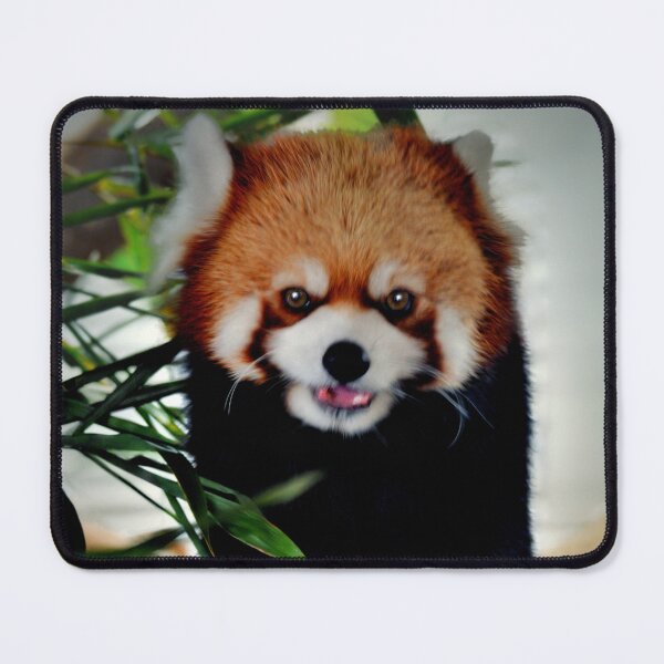 Item preview, Red Panda designed and sold by Savannah Gibbs.
