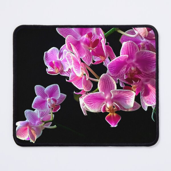 Item preview, Pink Moth Orchid designed and sold by Susan Maxwell Schmidt.