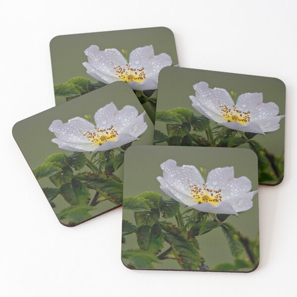 Item preview, Raindrops on English Dog Rose designed and sold by Violaman.
