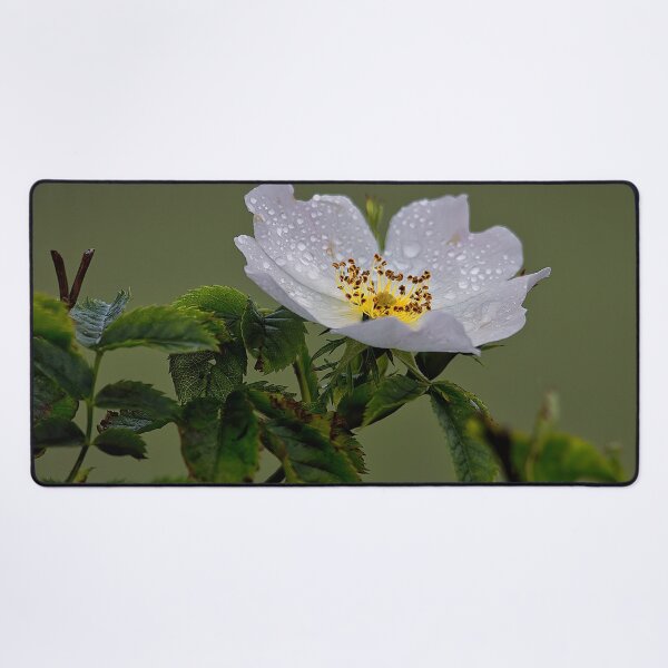 Item preview, Raindrops on English Dog Rose designed and sold by Violaman.