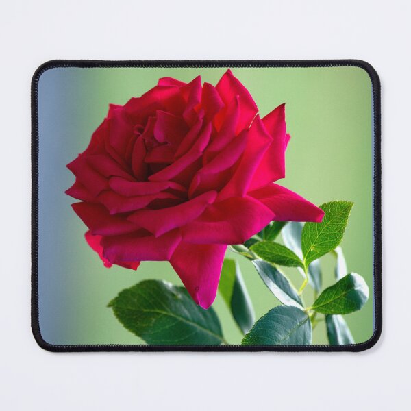 Item preview, Red Rose designed and sold by MoreGoodArt.