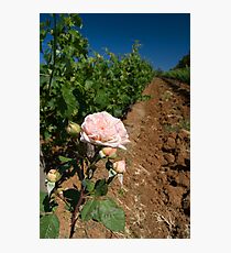 Vineyard Photographic Print