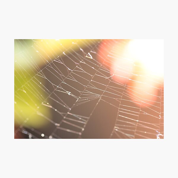 Spiderweb Photographic Print