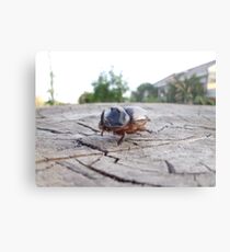 Large horned bug Metal Print