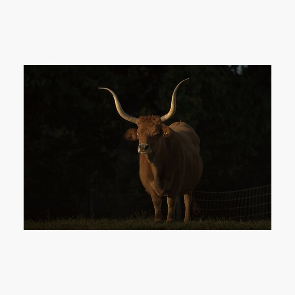 A big-horned bull Photographic Print