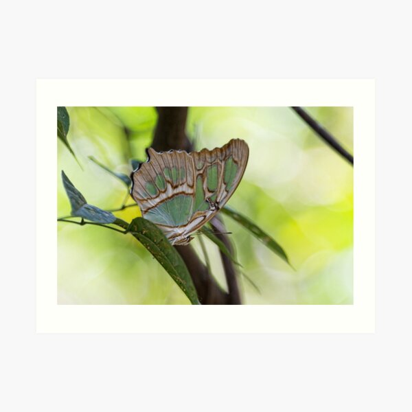 Malachite butterfly Art Print