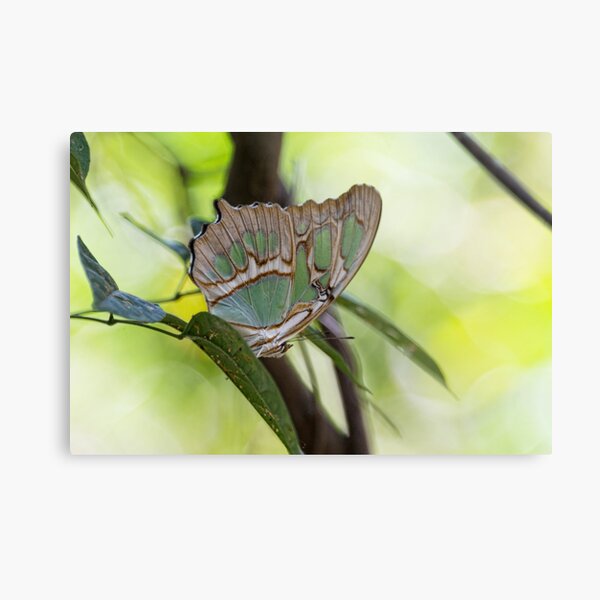 Malachite butterfly Metal Print