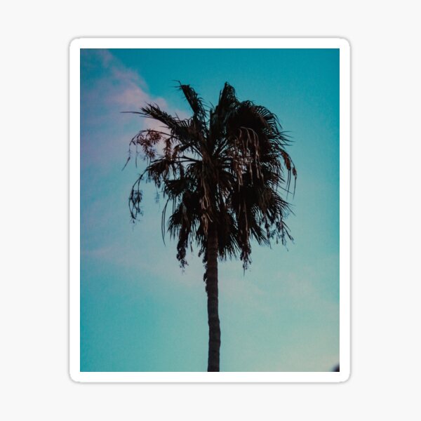 Palm Tree, Tenerife | Foggy hazy Aesthetic | ZOE DARGUE PHOTOGRAPHY | Glasgow Travel Photographer Sticker