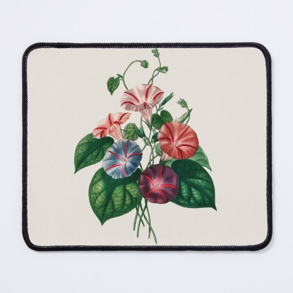 Item preview, Morning-glory (Pharbitis hispida)- Botanical Illustration designed and sold by opptop.