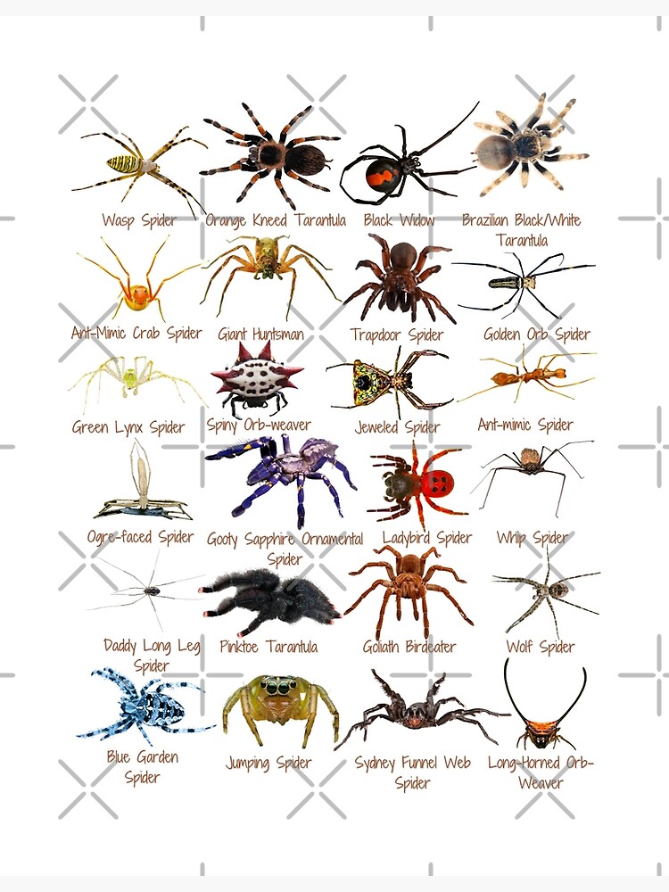 Spiders around the world - spider species - Spiders - Posters and Art  Prints