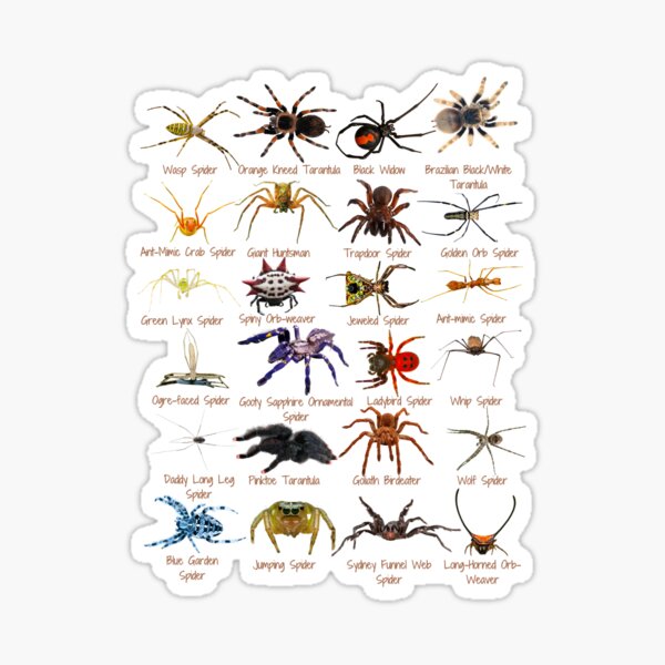 Item preview, 24 Stupendous Spiders Photos designed and sold by EdmondsLove.