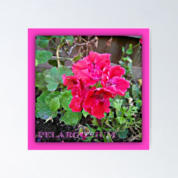 Pelargonium, Geraniums, Birra Messina, Sicily