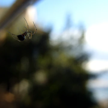Artwork thumbnail, Floating spider by Alessandro Arcidiacono