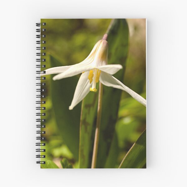 Item preview, White Trout Lily 15 - Erythronium albidum - Spring Ephemeral designed and sold by outdoorstudio.