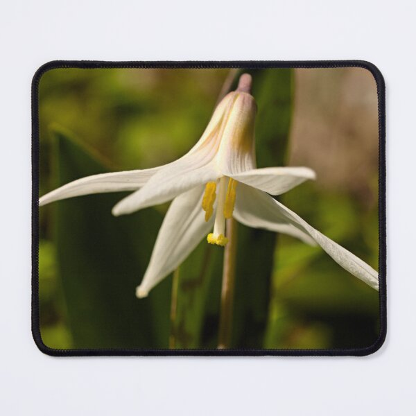 Item preview, White Trout Lily 17 - Erythronium albidum - Spring Ephemeral designed and sold by outdoorstudio.