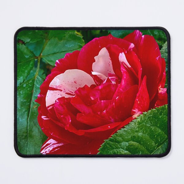 Item preview, Painted Rose designed and sold by Vicky Walter.