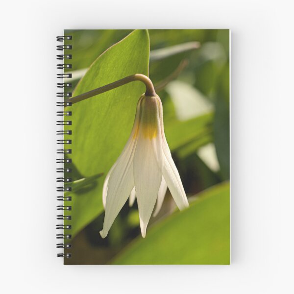 Item preview, White Trout Lily 18 - Erythronium albidum - Spring Ephemeral designed and sold by outdoorstudio.