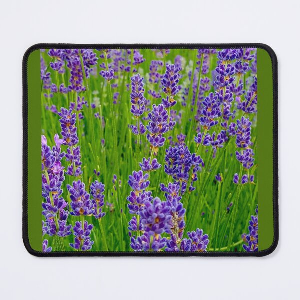 Item preview, Lavender Fields designed and sold by Vicky Walter.