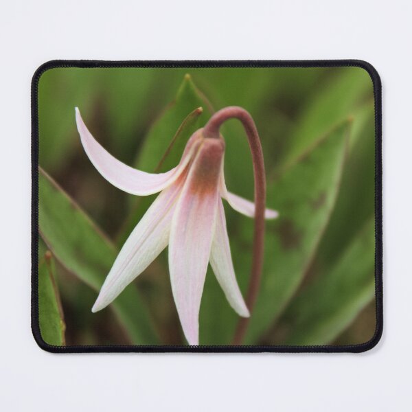Item preview, White Trout Lily 25 - Erythronium albidum - Spring Ephemeral designed and sold by outdoorstudio.