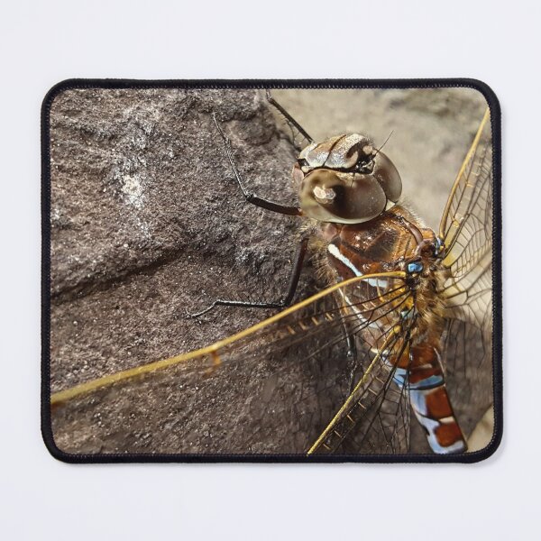Item preview, Dragonfly designed and sold by Vicky Walter.