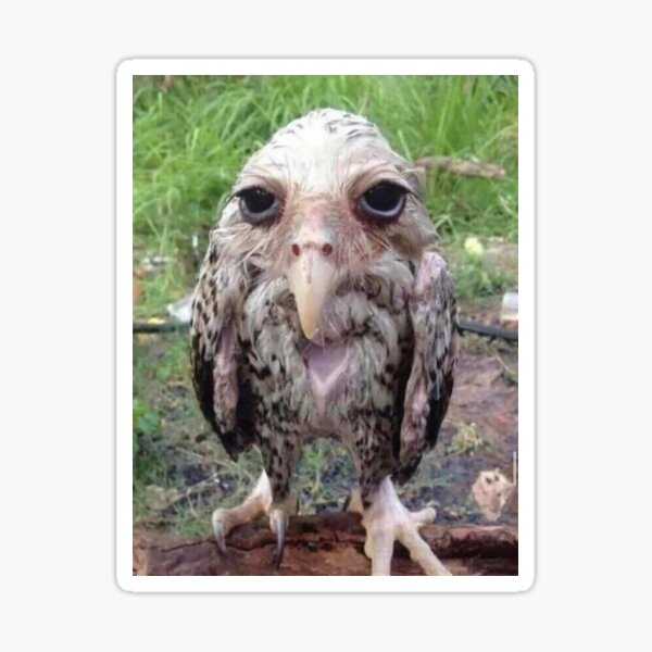 Wet Owl Meme Sticker