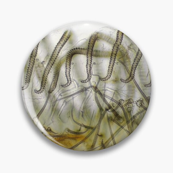 Item preview, Fly "tongue" (labellum with pseudotracheae) under the microscope. designed and sold by SDym Photography.