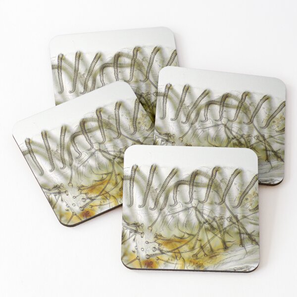 Item preview, Fly "tongue" (labellum with pseudotracheae) under the microscope. designed and sold by SDym Photography.