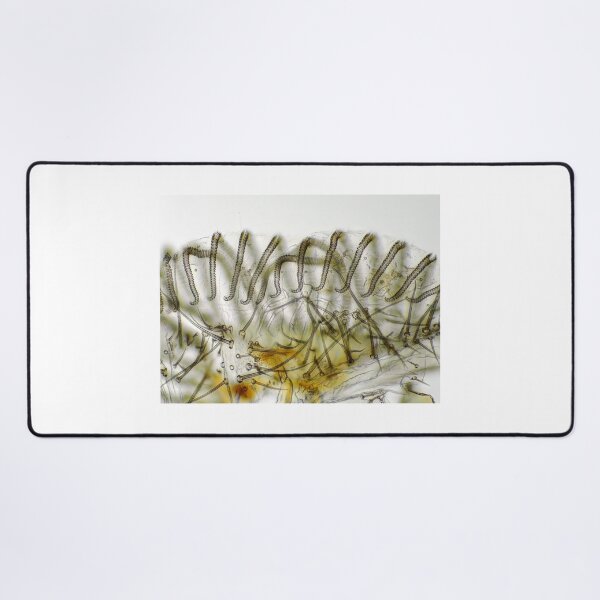 Item preview, Mosca "lengua" (labellum con pseudotracheae) bajo el microscopio. designed and sold by SDym Photography.