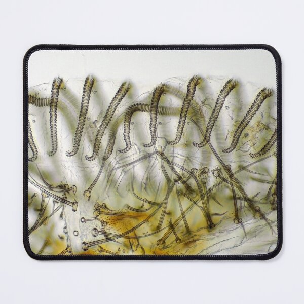Item preview, Fly "tongue" (labellum with pseudotracheae) under the microscope. designed and sold by SDym Photography.