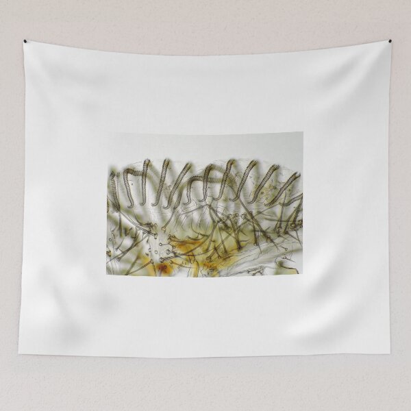Item preview, Fly "tongue" (labellum with pseudotracheae) under the microscope. designed and sold by SDym Photography.