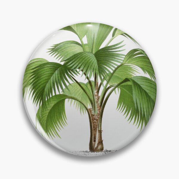 Artikelvorschau, Palme-Illustration - Hyophorbe Indica entworfen und verkauft von redoARTstore.