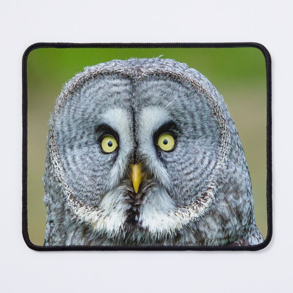 Item preview, Bearded Owl designed and sold by Dalyndigital Photography.